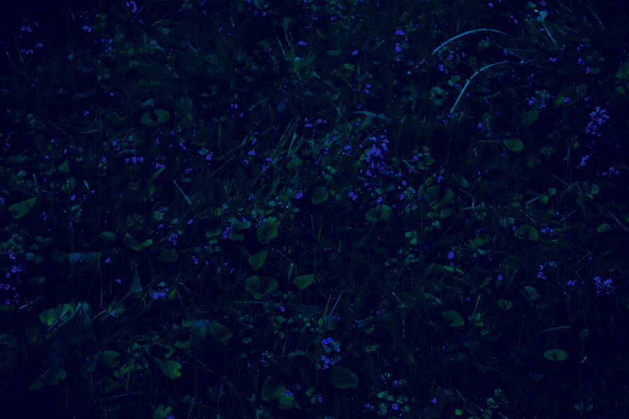 Blue flowers 900 xxx q85