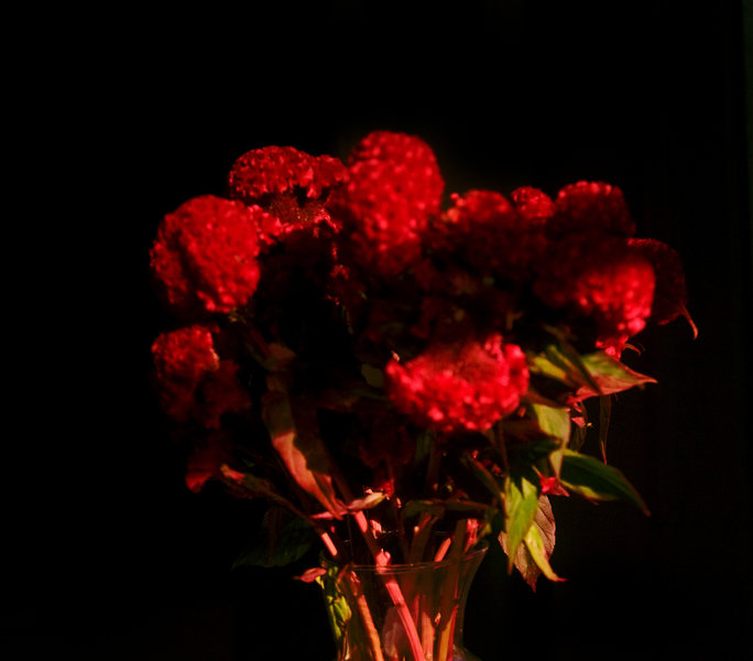 Red flowers 684 xxx q85